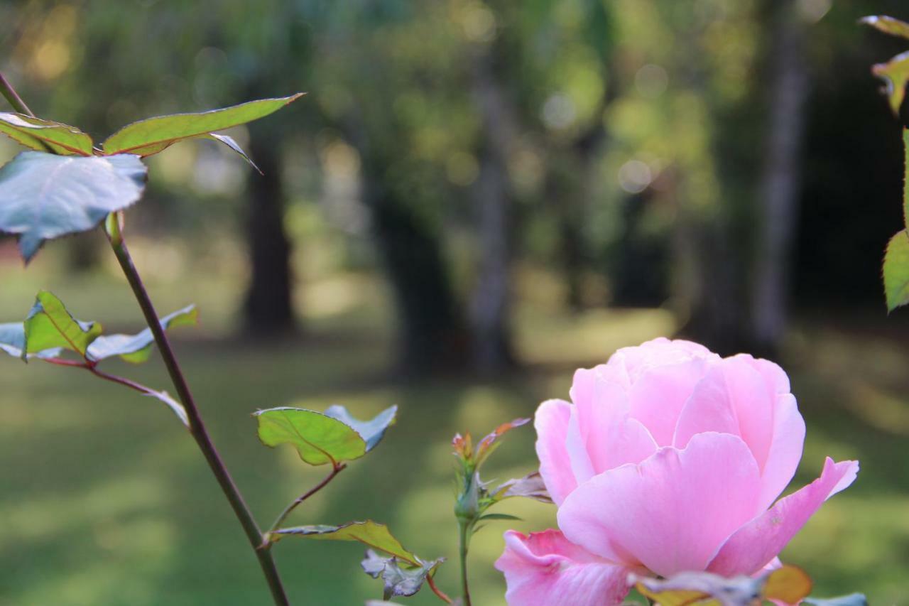 La Belle Monsoise Bed & Breakfast Dış mekan fotoğraf